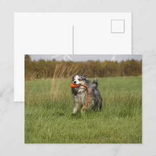 Carte Postale Miniature American Shepherd Blue Merle w Toy