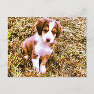 Carte Postale Miniature Australian Shepherd ! Mini Chiot Aussie 