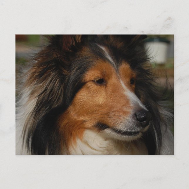 Carte postale Miniature Collie (Devant)