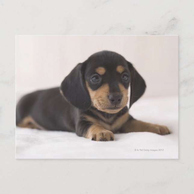 Carte Postale Miniature Dachshund (Devant)