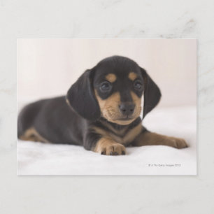 Carte Postale Miniature Dachshund