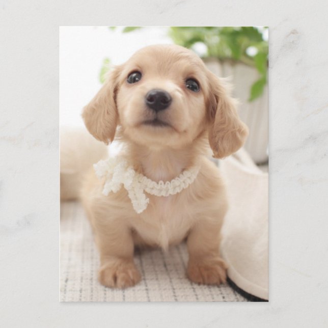 Carte Postale Miniature Dachshund (Devant)