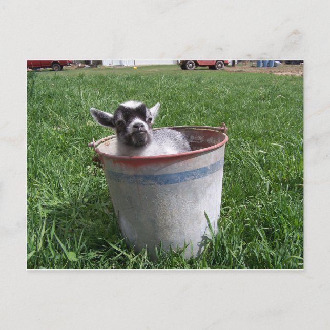 Carte Postale Miniature Goat in a Bucket (Devant)