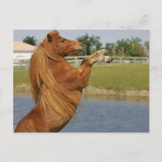 Carte Postale Miniature Horse Rearing (Devant)