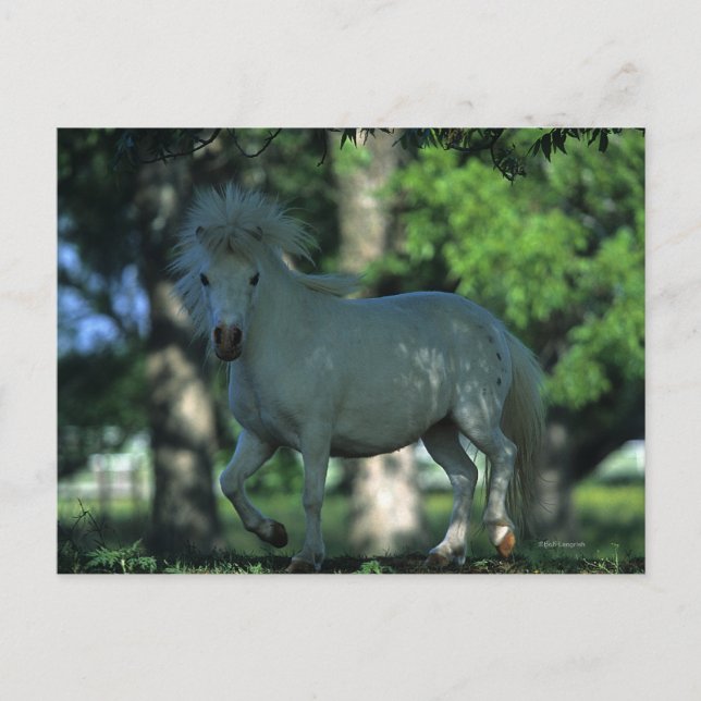 Carte Postale Miniature Horse Standing in the Trees (Devant)
