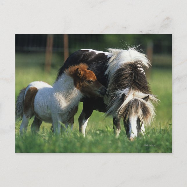 Carte Postale Miniature Mare & Foies 2 (Devant)