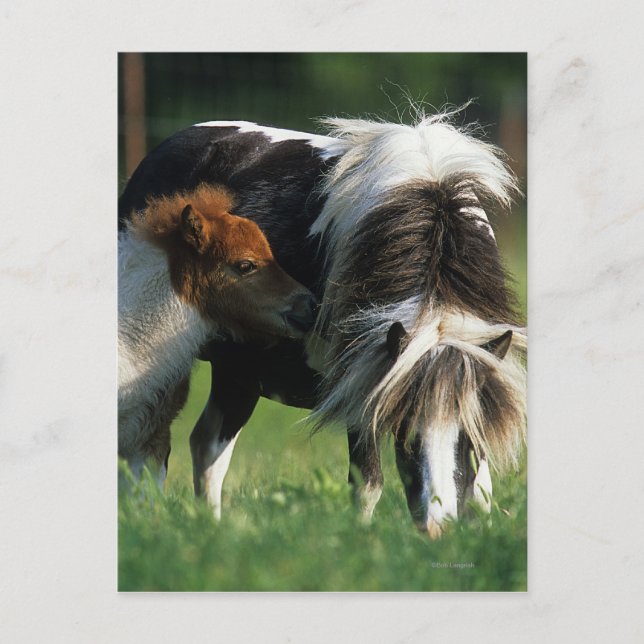 Carte Postale Miniature Mare & Foies 2 (Devant)