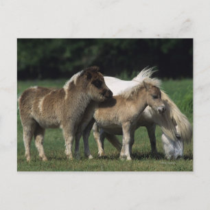 Carte Postale Miniature Mare & Foies 3