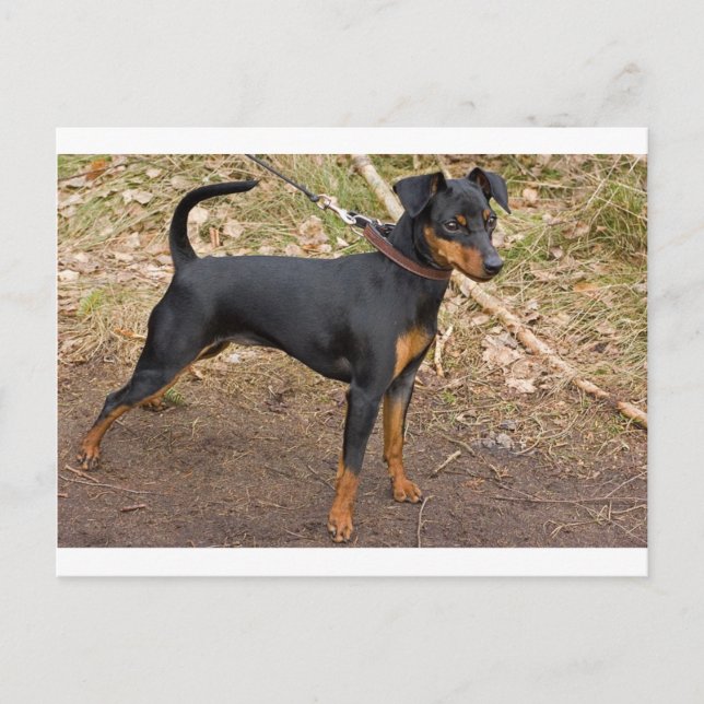 Carte Postale Miniature_pinscher (Devant)