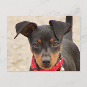 Carte Postale miniature-pinscher-black and rust
