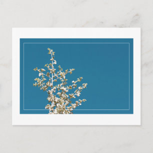 Carte postale minimaliste Saltbush Feuille Sky Fra