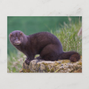 Carte postale Mink