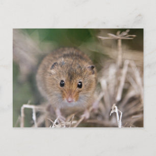Carte postale Minnie