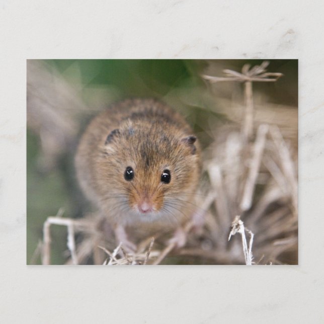 Carte postale Minnie (Devant)