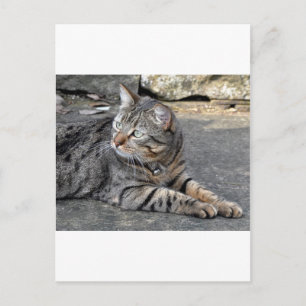 Carte Postale Minnie le Minx