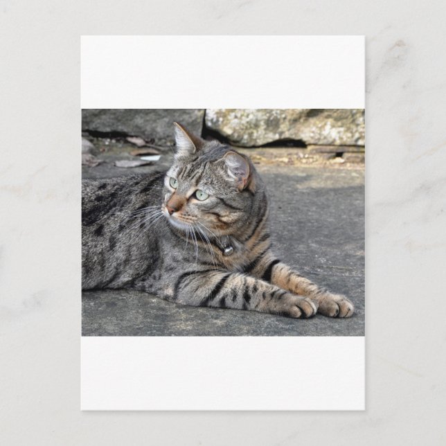 Carte Postale Minnie le Minx (Devant)