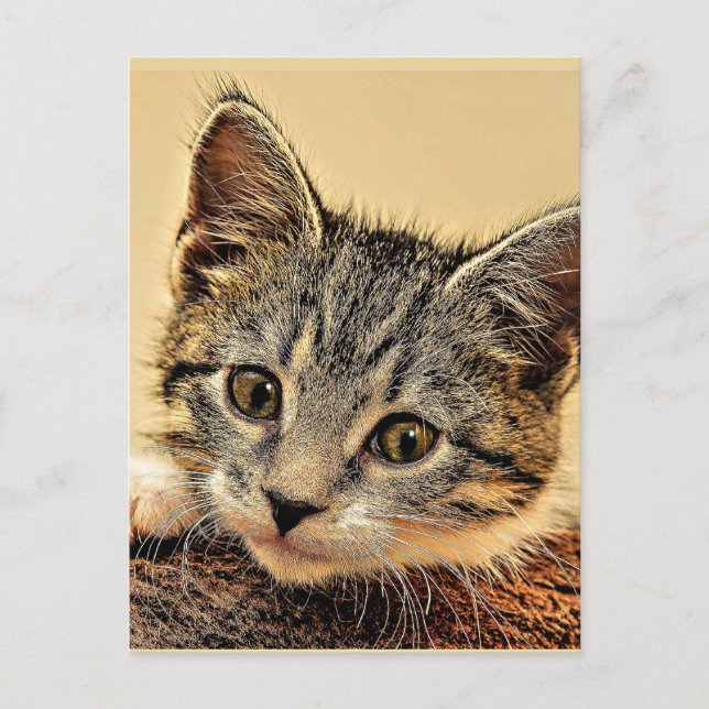 Carte Postale minou, minou, mignon et câlin, (Devant)