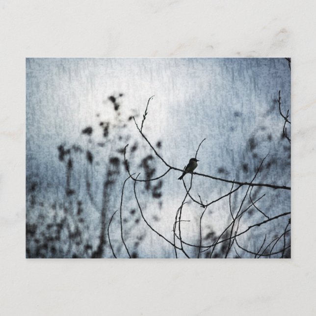 Carte postale minuscule de silhouette d'oiseau (Devant)