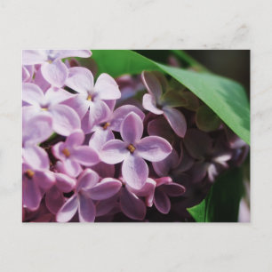 Carte Postale minuscule fleur lilas