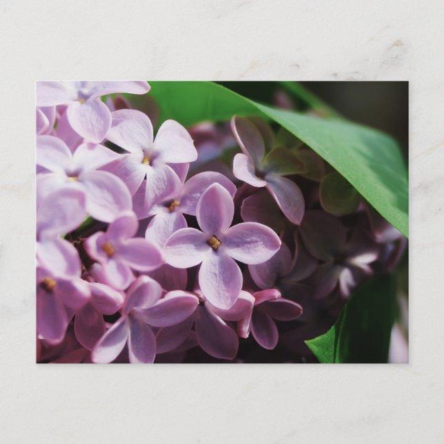 Carte Postale minuscule fleur lilas (Devant)