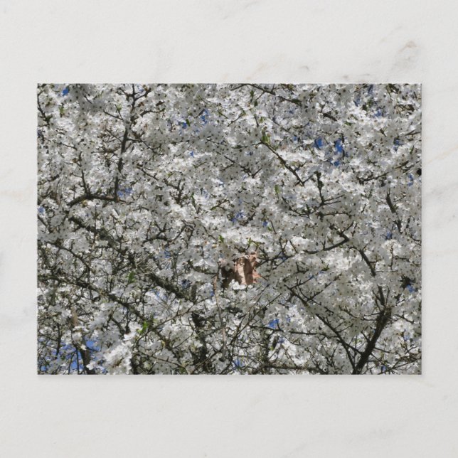 Carte postale Mirabelle Blossom (Devant)