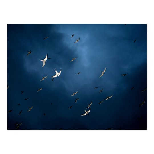Carte Postale Miscellaneous - Arctic Tern & Blue Sky Pattern