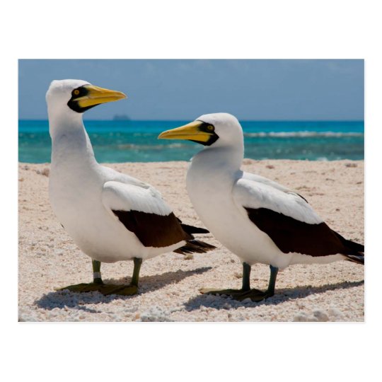 Carte Postale Miscellaneous - Masked Gannet & The Beach Pattern