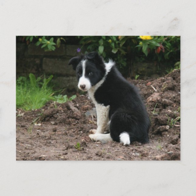 Carte Postale Mischievous Pup (Devant)