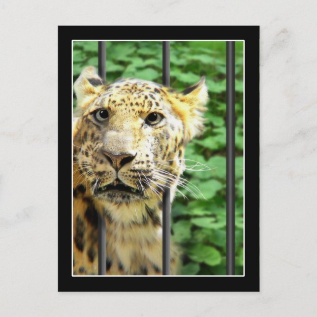 Carte Postale Mishap au zoo (Devant)