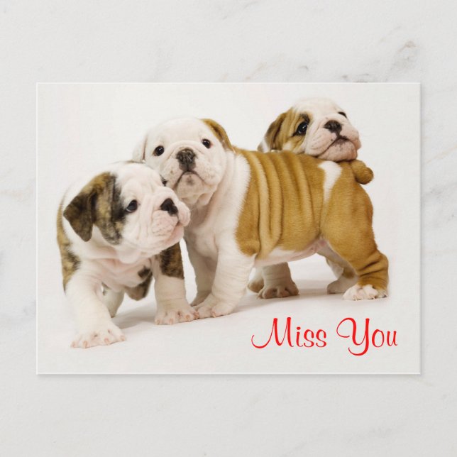 Carte Postale Miss Bulldog Chien Chien Chien De Chiens Salutatio (Devant)
