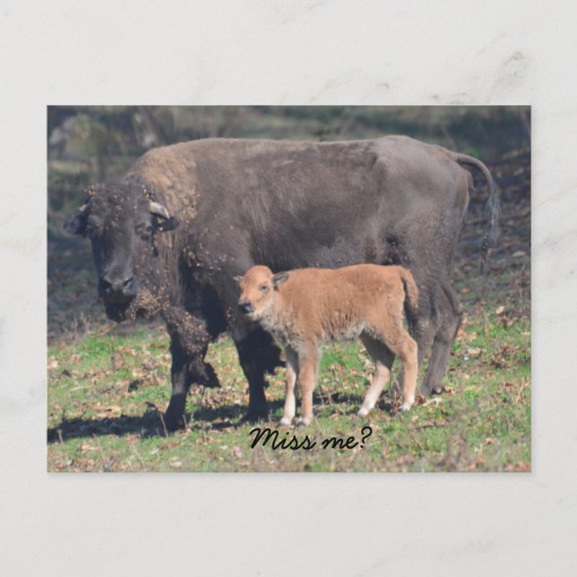 Carte postale Miss me (Devant)