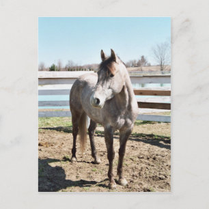 Carte Postale Miss Peppy Shu