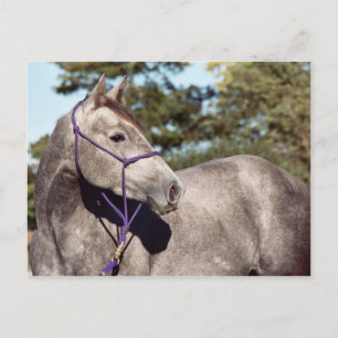 Carte postale Miss Peppy Shu