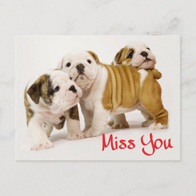 Carte Postale Miss You English Bulldog Chien Chien Chien (Devant)