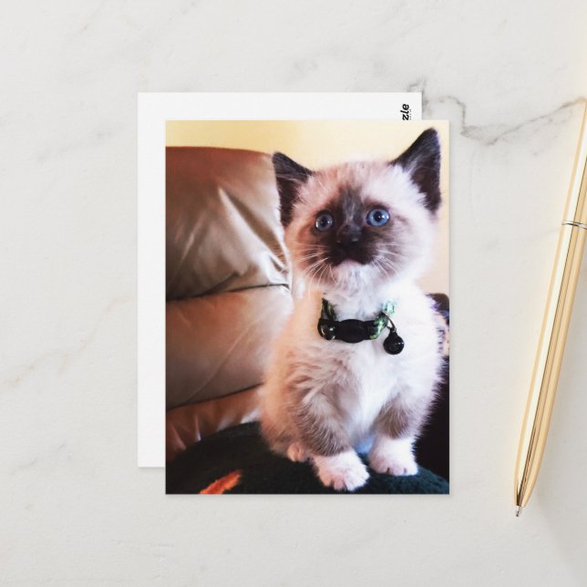 Carte Postale Miss You Fuzzy Adorable Siamese Kitty Photo (Devant/Arrière en situation)