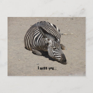 Carte Postale Miss You Zebra