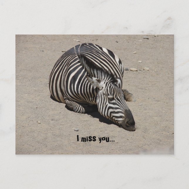 Carte Postale Miss You Zebra (Devant)