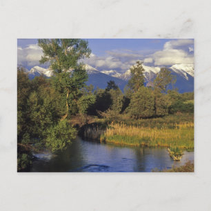 Carte Postale Mission Creek traverse le National Bison