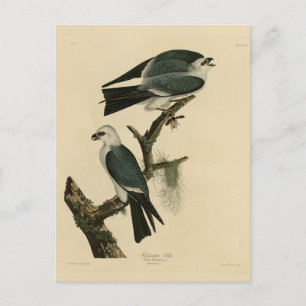 Carte Postale Mississippi Kite de Audubon's Birds of America