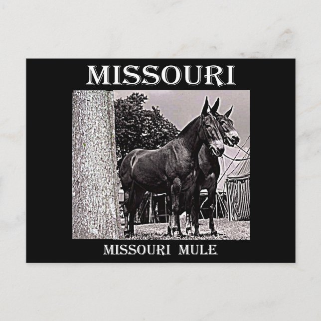 Carte Postale Missouri (Devant)