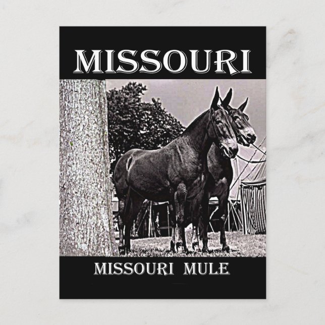 Carte Postale Missouri (Devant)
