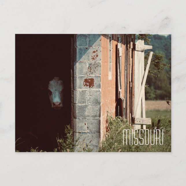 Carte postale Missouri Cow (Devant)