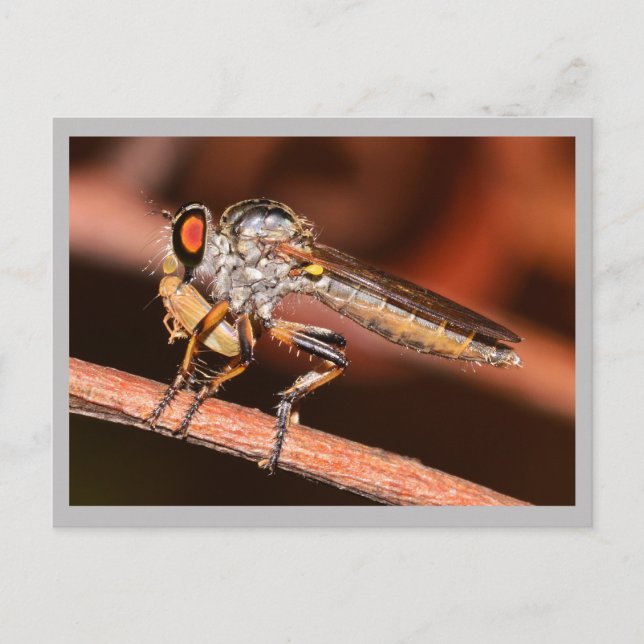 Carte Postale Missouri Damselfly. (Devant)