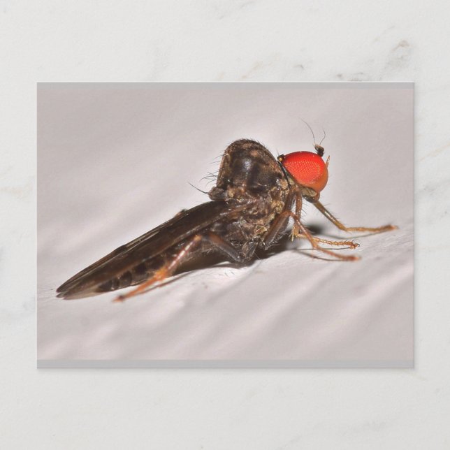 Carte Postale Missouri Dance Fly. (Devant)