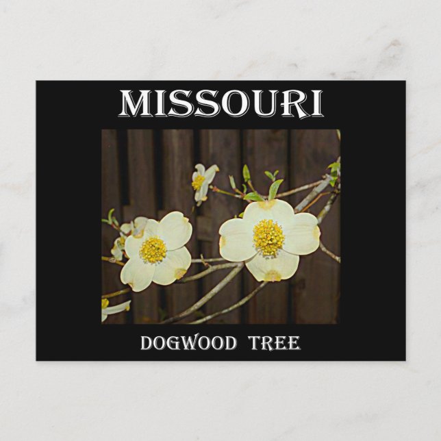 Carte Postale Missouri Dogwood (Devant)