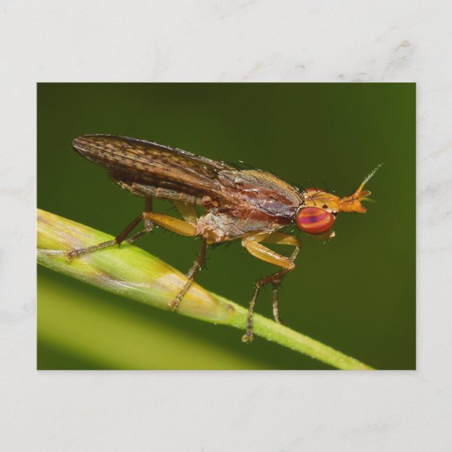 Carte Postale Missouri Fly. (Devant)