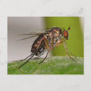 Carte Postale Missouri Fly.