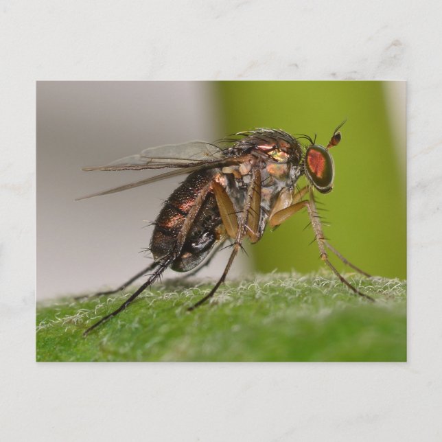 Carte Postale Missouri Fly. (Devant)
