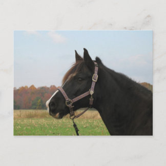 Carte Postale Missouri Foxtrotter