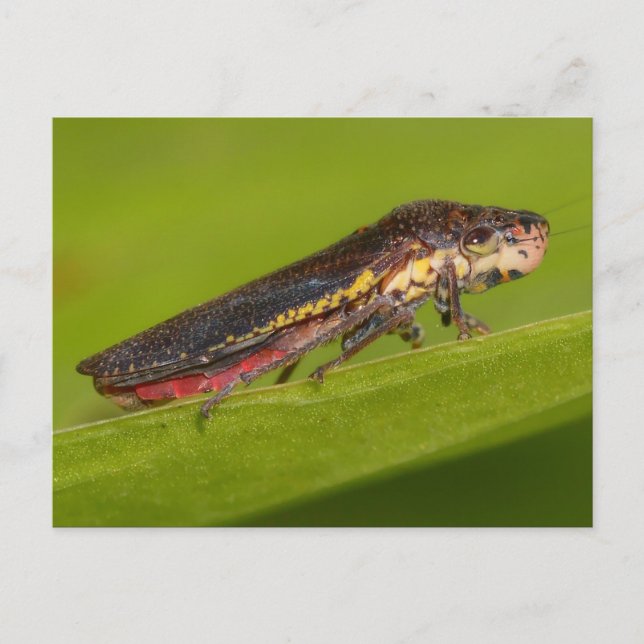 Carte Postale Missouri Plante Hopper. (Devant)
